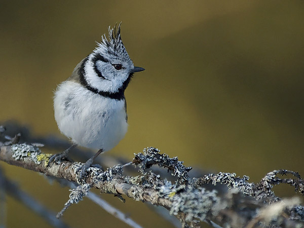 Töyhtötiainen, European Crested Tit, Lophophanes cristatus